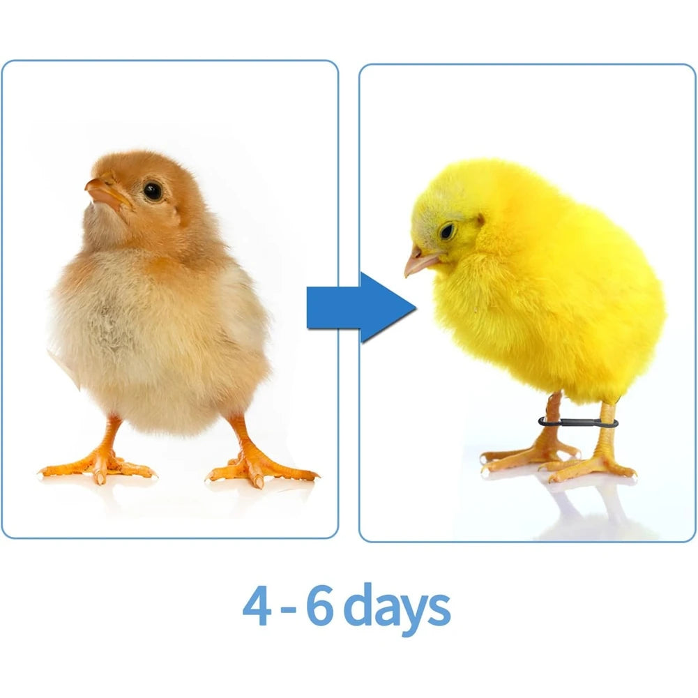 ABQR 100PCS Baby Chicken Splay Leg Hobble Brace Adjustable Poultry Leg Bands for Newborn Spraddle Leg Chick Bird Quails Ducks